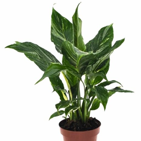 spathiphyllum diamond hojas