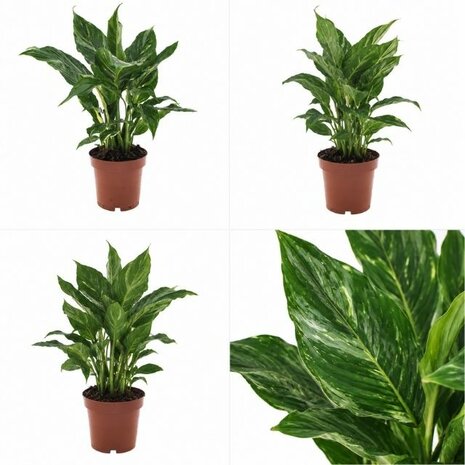 spathiphyllum diamond hojas