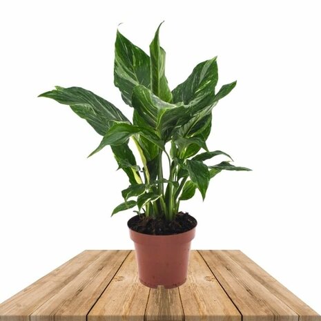 spathiphyllum diamond hojas
