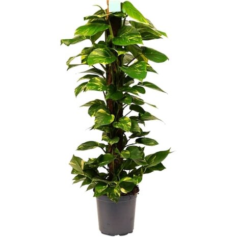 poto aurea tutor 110cm