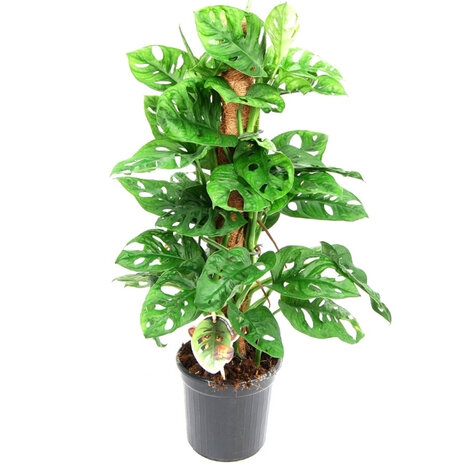monstera obliqua (monkey) con tutor