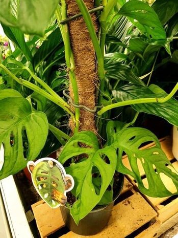 monstera obliqua 65cm con tutor