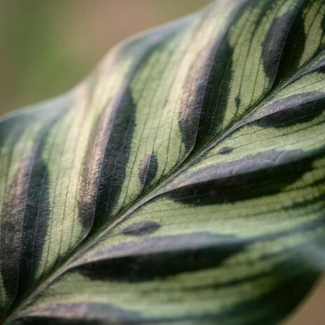 Calathea makoyana