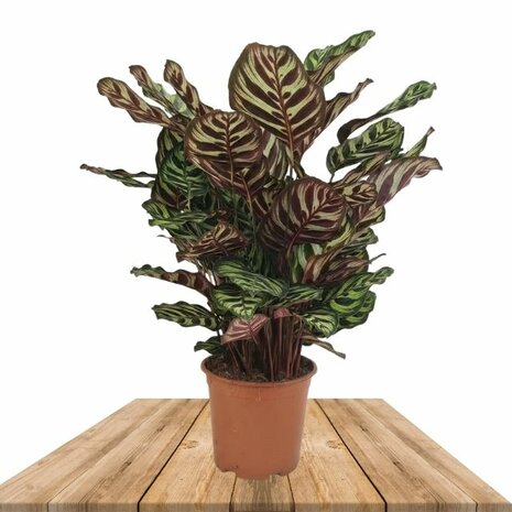 Calathea makoyana