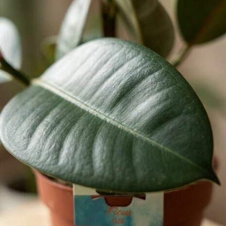 Ficus elastica cloe