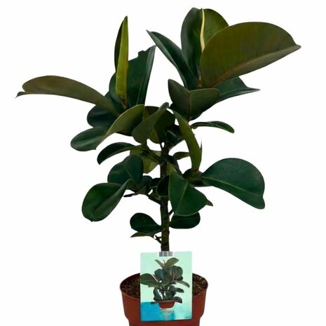 Ficus elastica cloe