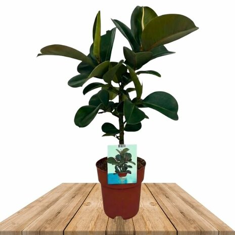 Ficus elastica cloe