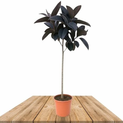 Ficus elastica abidjan