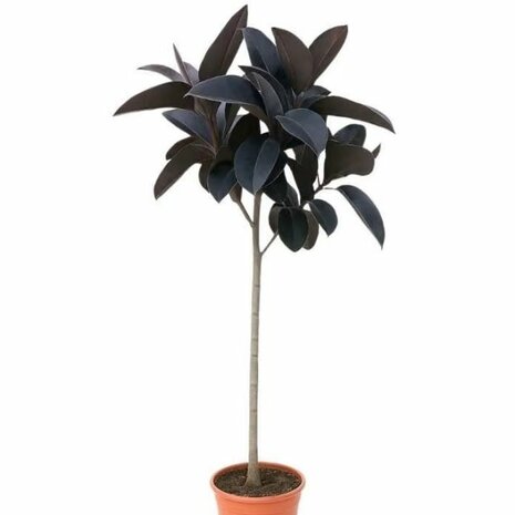 Ficus elastica abidjan
