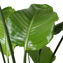 hojas planta ave del paraiso