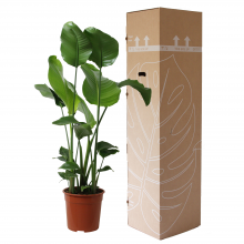 comprar planta ave del para&iacute;so 135cm