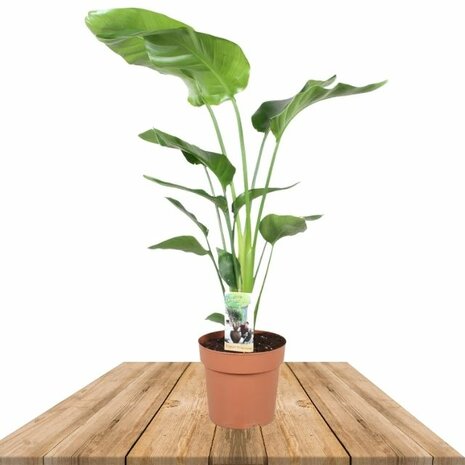Strelitzia nicolai