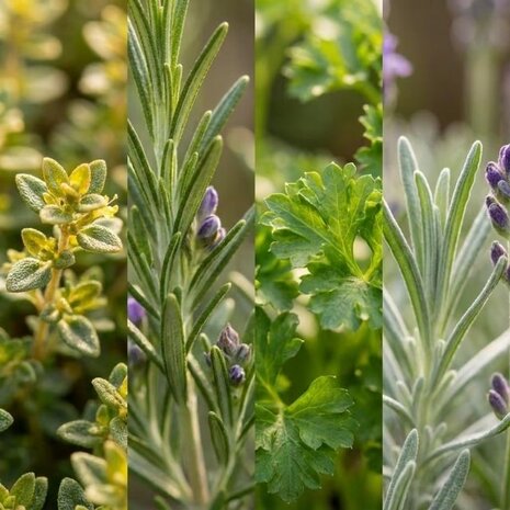 hojas plantas arom&aacute;ticas