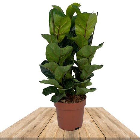 ficus lyrata bambino