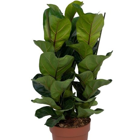 ficus lyrata bambino