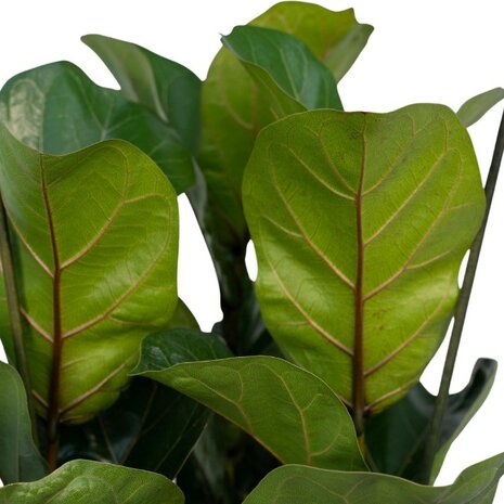 ficus lyrata bambino hojas