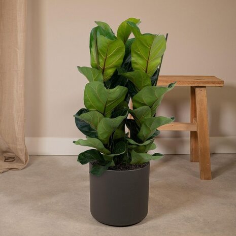 ficus lyrata bambino deco