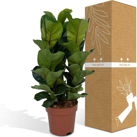 ficus lyrata bambino env&iacute;o