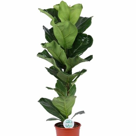 Ficus lyrata