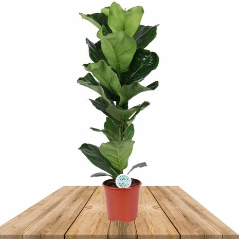Ficus lyrata