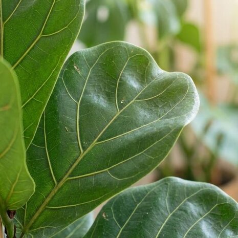 hoja ficus lyrata