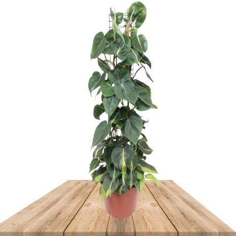 FILODENDRO SCANDENS BRASIL CON TUTOR 150CM (PHILODENDRON HEDERACEUM)