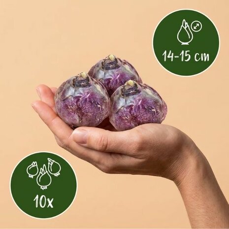 bulbos jacintos