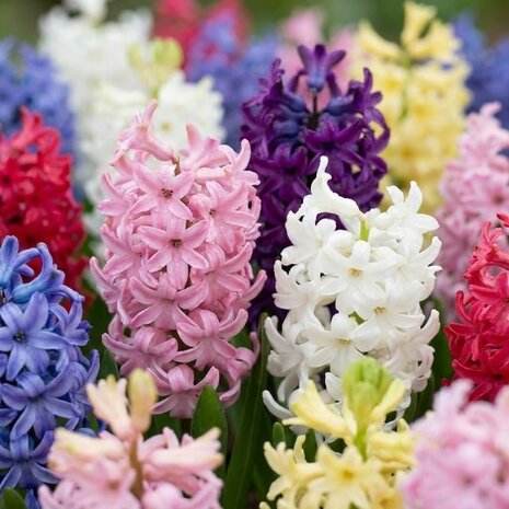 jacintos de colores