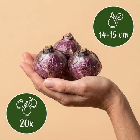 bulbos jacintos
