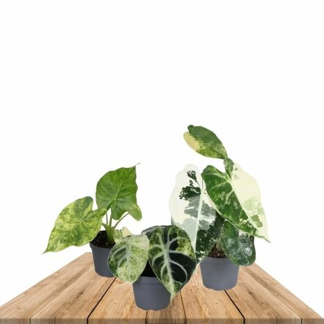 set de mini Alocasia variegada