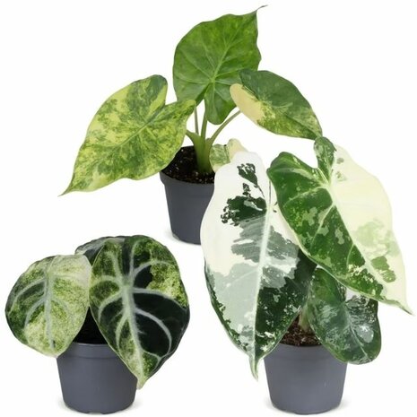 set de mini Alocasia variegada