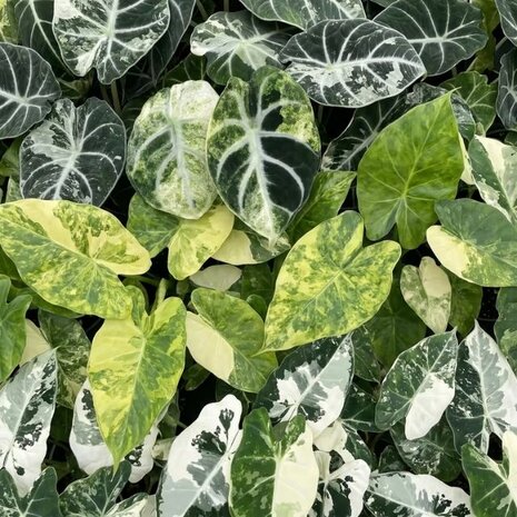 set de mini Alocasia variegada