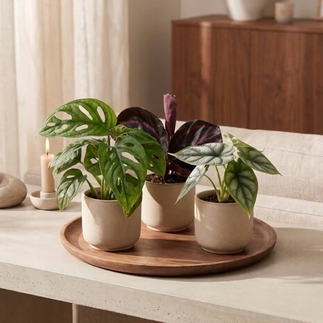 set de plantas de interior jungle dream