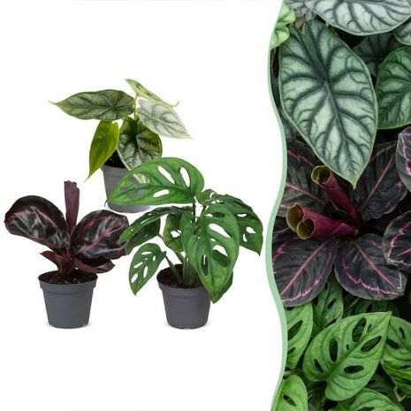 set de plantas de interior jungle dream