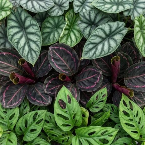 hojas plantas de interior jungle dream