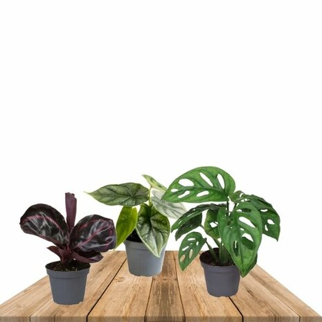 set de plantas de interior jungle dream