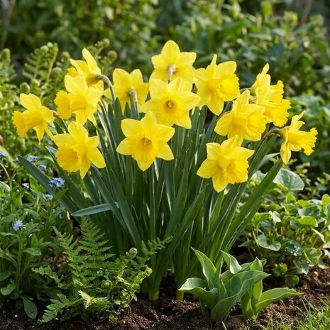 narcisos amarillos