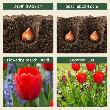 tulipanes rojos instrucciones