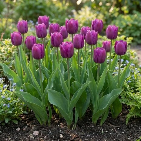 tulipanes morados