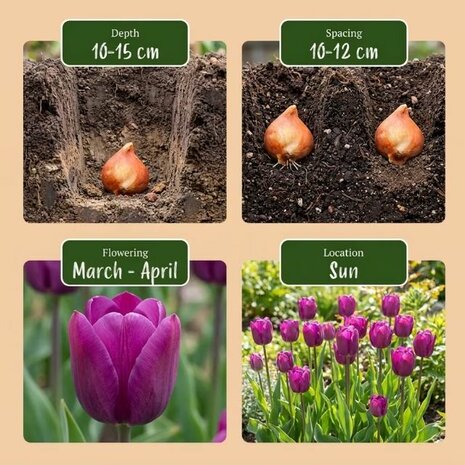 tulipanes morados instrucciones