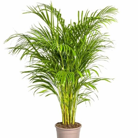 areca 120cm