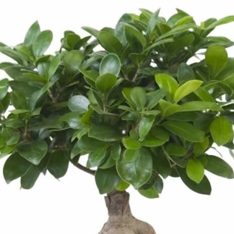 hojas ficus ginseng bonsai
