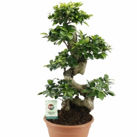 Ficus ginseng bonsai