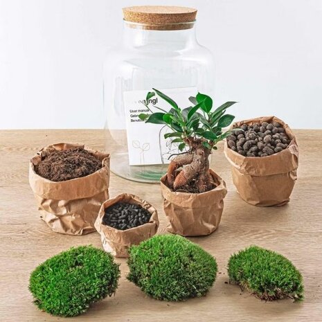 kit terrrario con bonsai