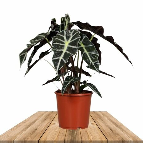 Alocasia polly