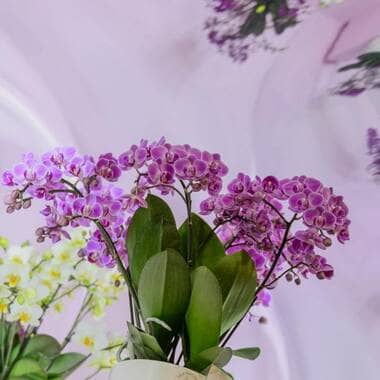 Envío 24h con dedicatoria Orquídea natural Planta Phalaenopsis morada 