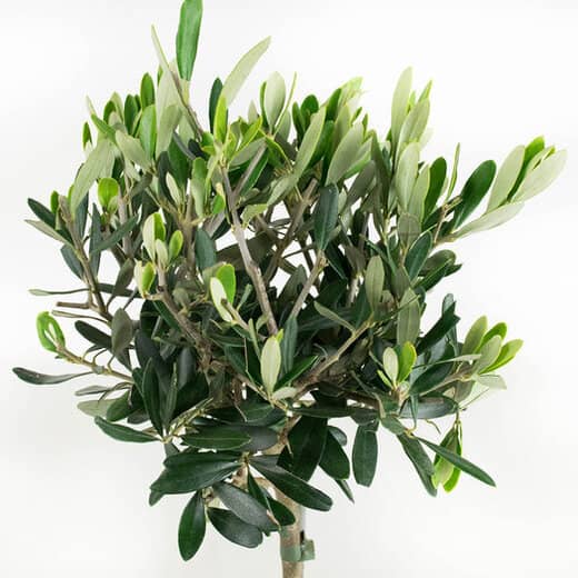 fleur ami, Olivo - Olea europaea planta artificial 51 cm, en maceta