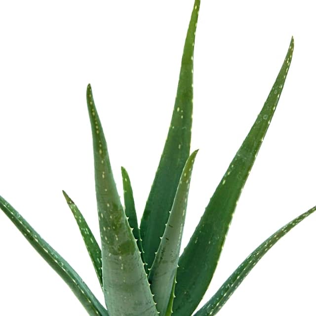 Pino mordaz Polvoriento Compra: Aloe Vera 35cm (sábila) - Florespana.es