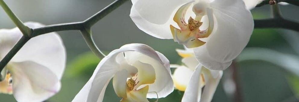 orquídeas