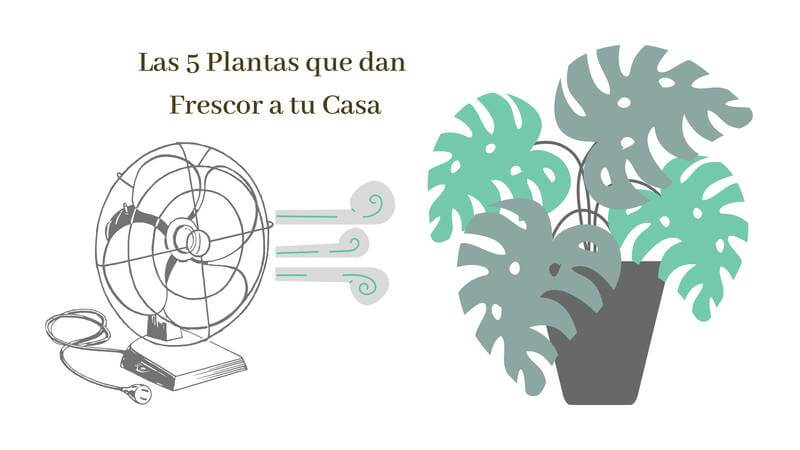 plantas que dan frescor en casa